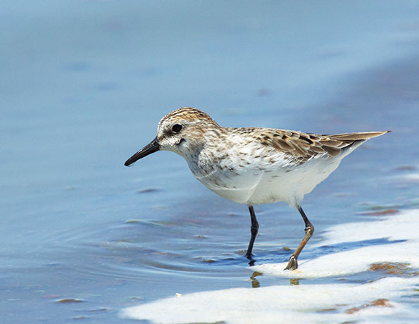 Semipalmated Sandpiper Calidris pusilla 