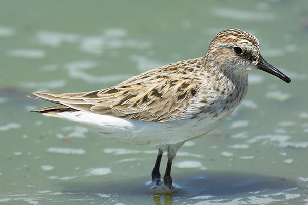 Semipalmated Sandpiper Calidris pusilla 