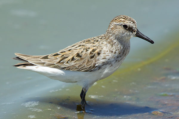 Semipalmated Sandpiper Calidris pusilla 