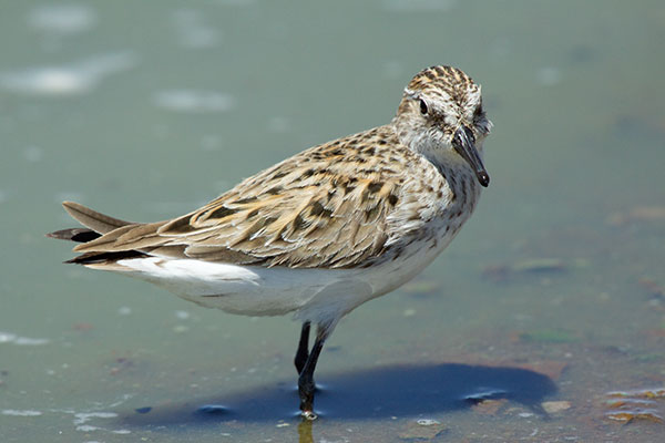 Semipalmated Sandpiper Calidris pusilla 