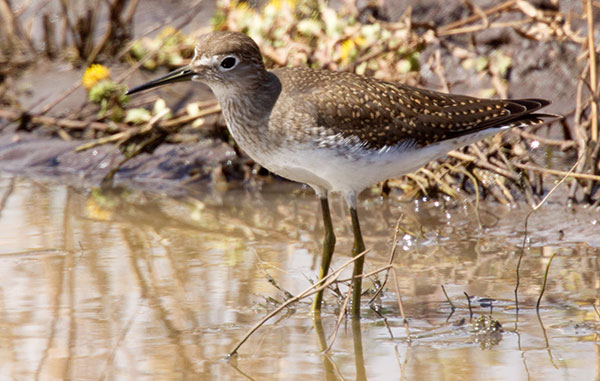 Solitary Sandpiper Tringa solitaria 