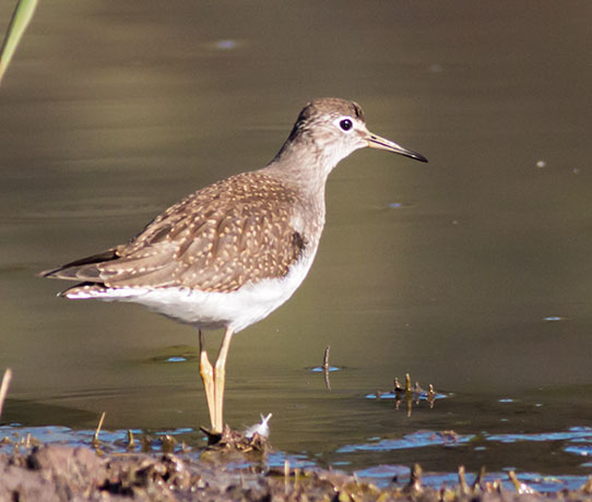 Solitary Sandpiper Tringa solitaria 