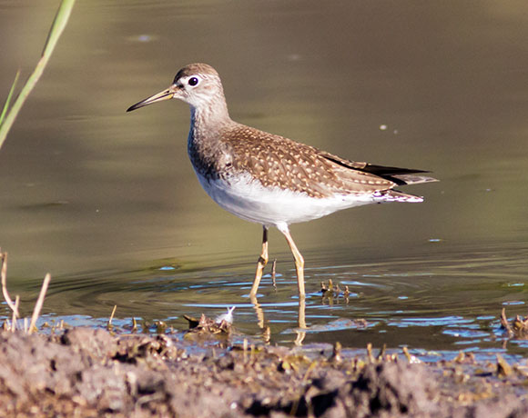 Solitary Sandpiper Tringa solitaria 