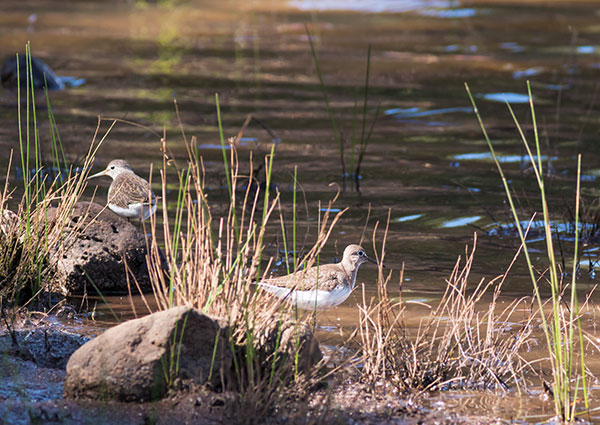Solitary Sandpiper Tringa solitaria 