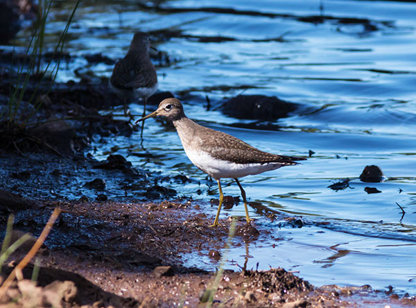 Solitary Sandpiper Tringa solitaria 