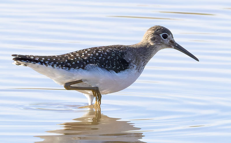 Solitary Sandpiper Tringa solitaria 
