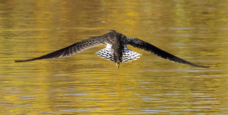 Solitary Sandpiper Tringa solitaria 