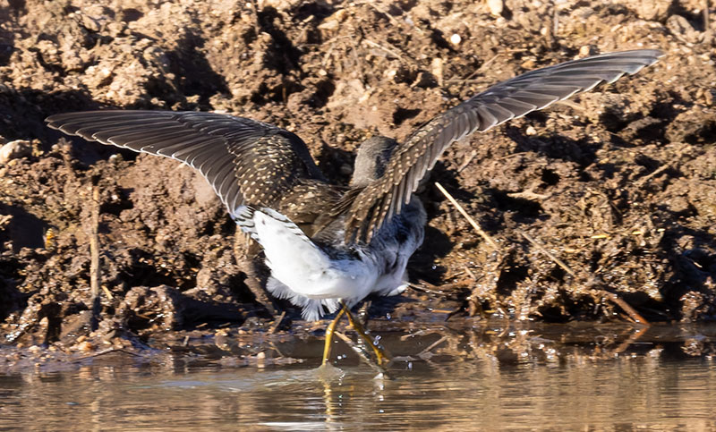 Solitary Sandpiper Tringa solitaria 