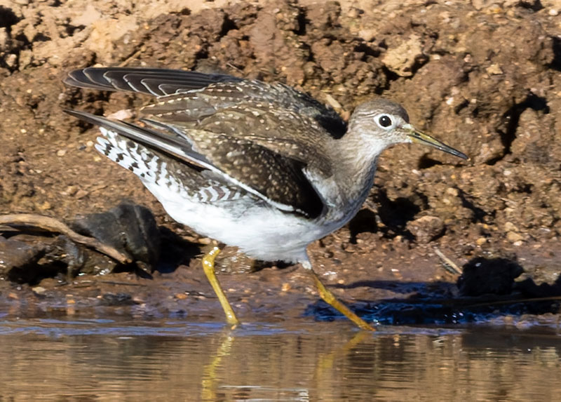 Solitary Sandpiper Tringa solitaria 