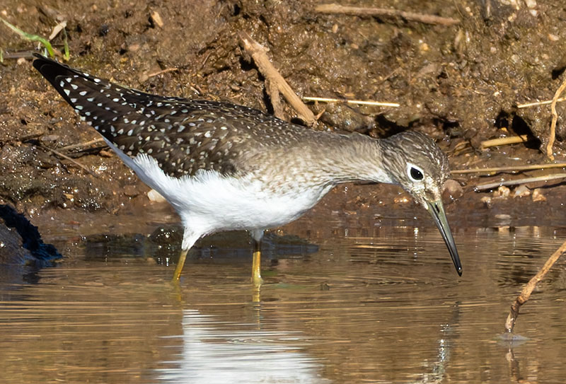 Solitary Sandpiper Tringa solitaria 