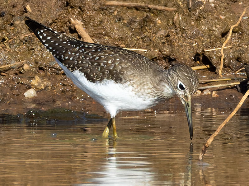 Solitary Sandpiper Tringa solitaria 