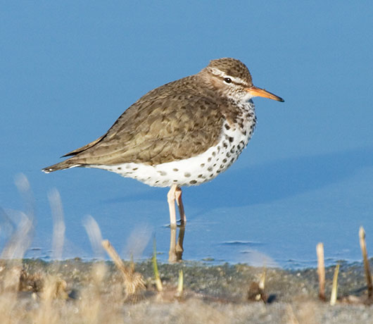 Spotted Sandpiper Actitis macularia