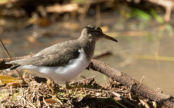 Spotted Sandpiper Actitis macularia juvenile