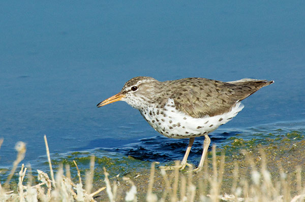 Spotted Sandpiper Actitis macularia 