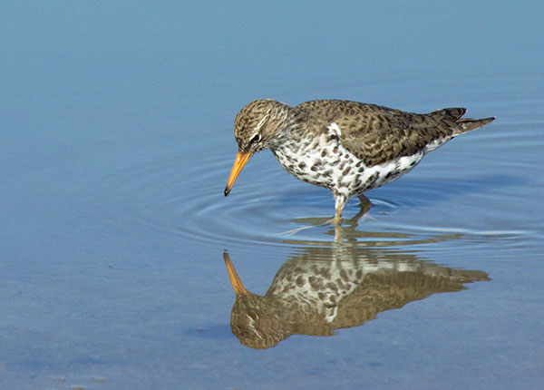 Spotted Sandpiper Actitis macularia 