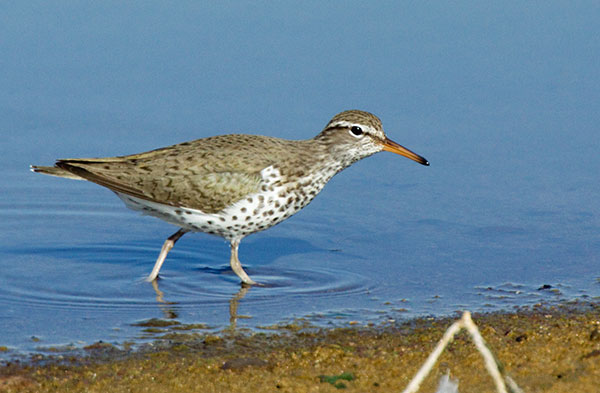 Spotted Sandpiper Actitis macularia 