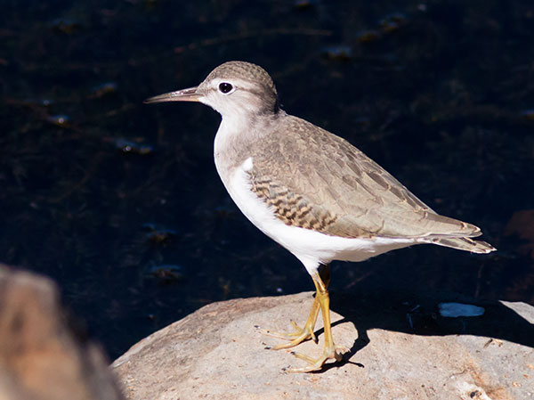 Spotted Sandpiper Actitis macularia 