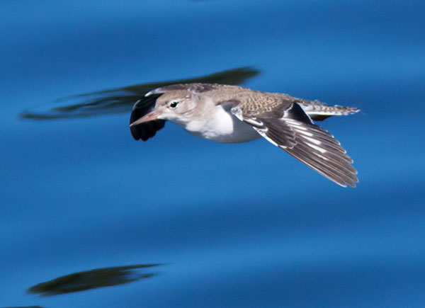 Spotted Sandpiper Actitis macularia 