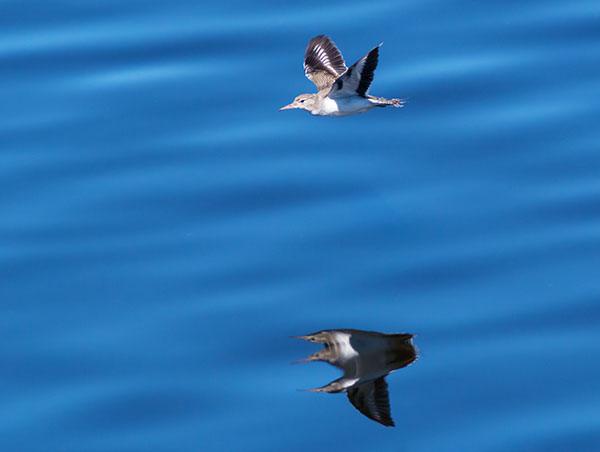 Spotted Sandpiper Actitis macularia 