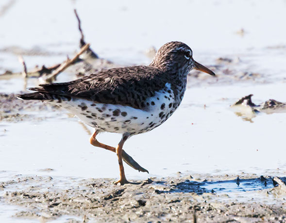 Spotted Sandpiper Actitis macularia 