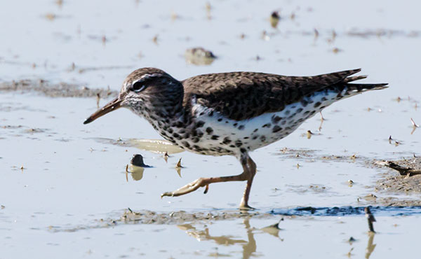 Spotted Sandpiper Actitis macularia 