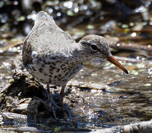 Spotted Sandpiper Actitis macularia 