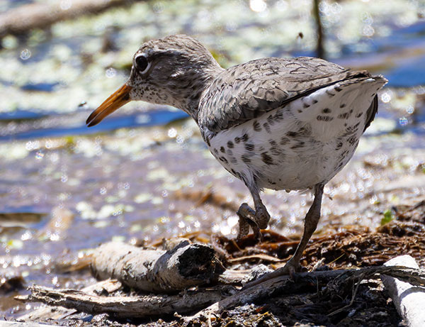 Spotted Sandpiper Actitis macularia 