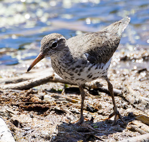 Spotted Sandpiper Actitis macularia 
