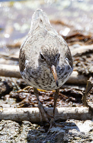 Spotted Sandpiper Actitis macularia 