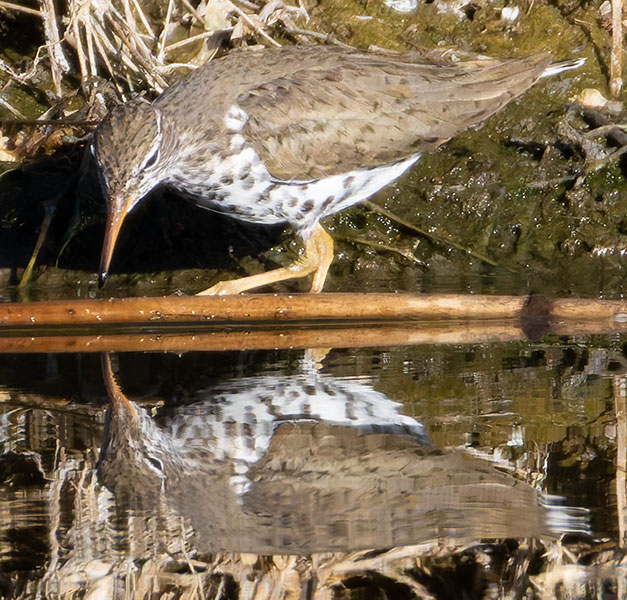Spotted Sandpiper Actitis macularia 