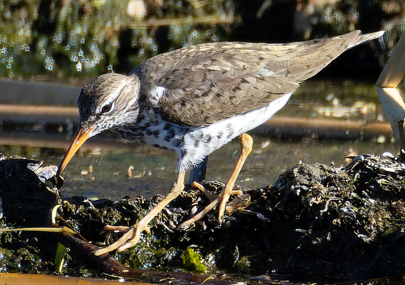 Spotted Sandpiper Actitis macularia 
