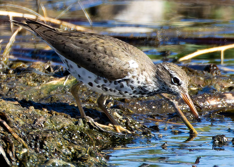 Spotted Sandpiper Actitis macularia 