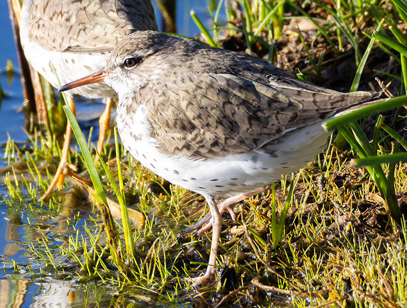 Spotted Sandpiper Actitis macularia 
