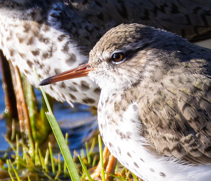 Spotted Sandpiper Actitis macularia 