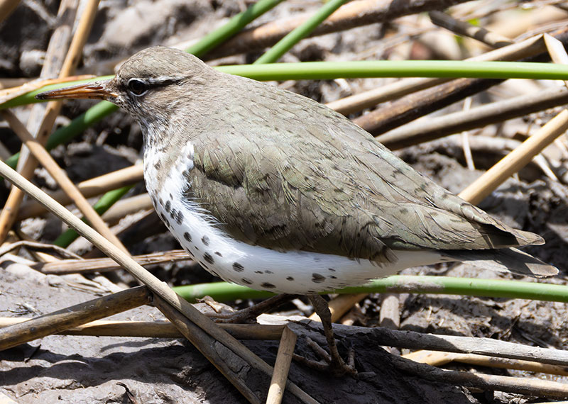 Spotted Sandpiper Actitis macularia 