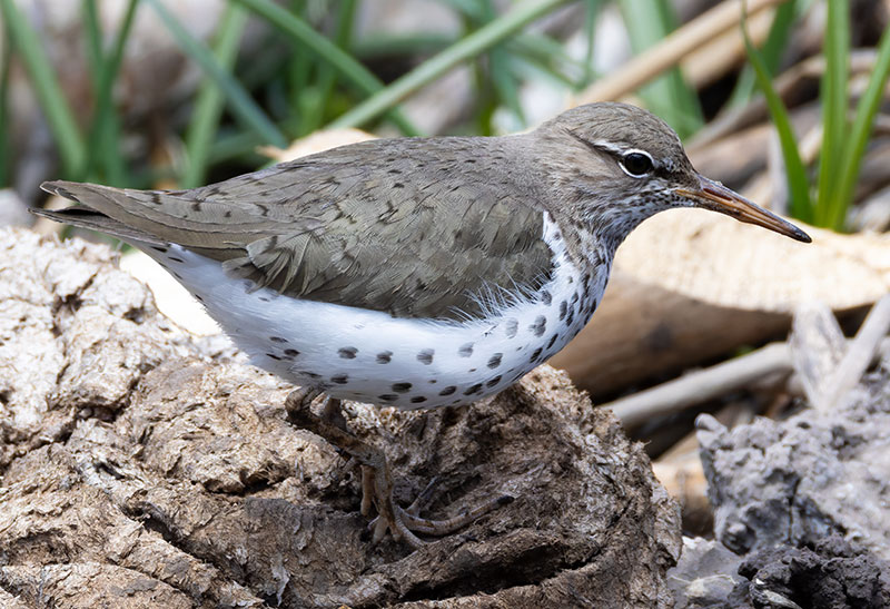 Spotted Sandpiper Actitis macularia 
