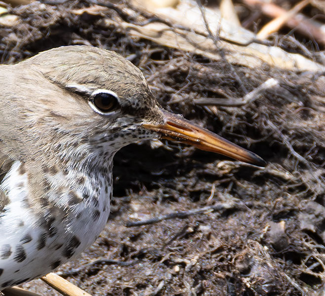 Spotted Sandpiper Actitis macularia 
