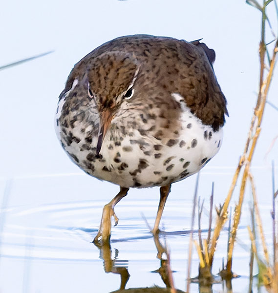 Spotted Sandpiper Actitis macularia 