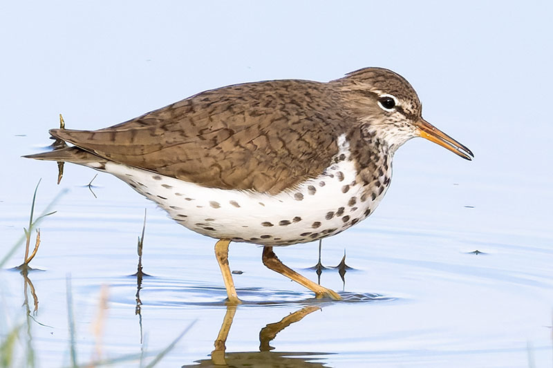 Spotted Sandpiper Actitis macularia 