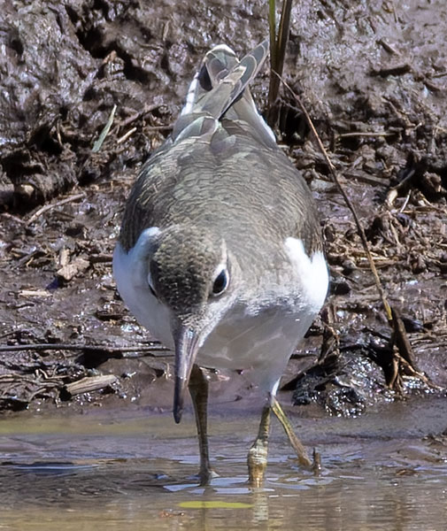 Spotted Sandpiper Actitis macularia 
