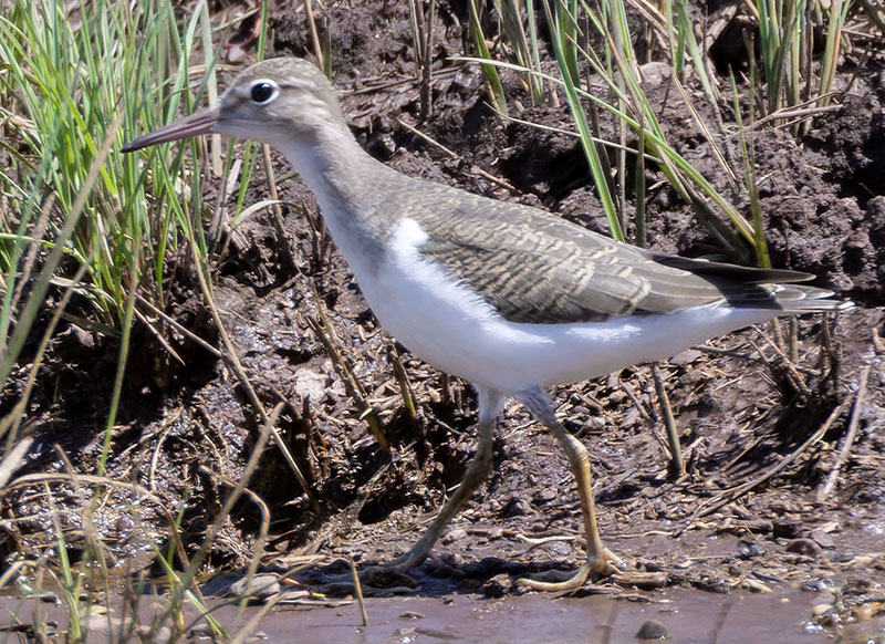 Spotted Sandpiper Actitis macularia 
