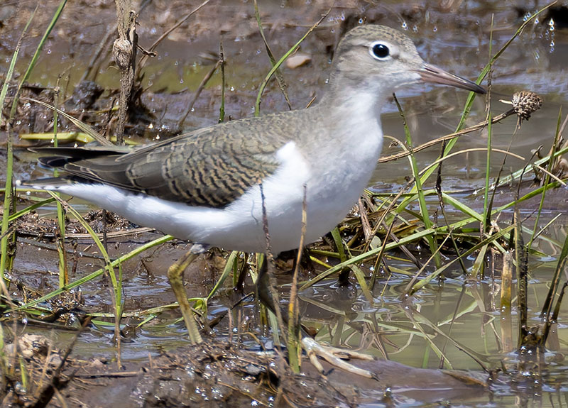 Spotted Sandpiper Actitis macularia 