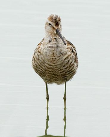 Stilt Sandpiper Calidris himantopus