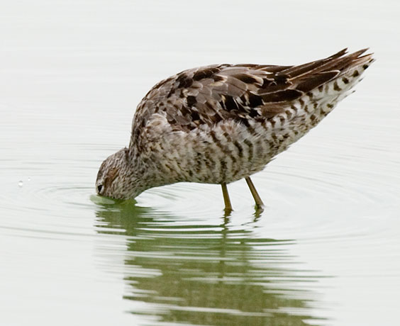 Stilt Sandpiper Calidris himantopus
