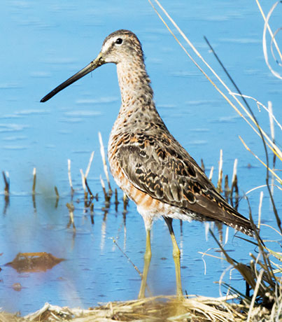 Stilt Sandpiper Calidris himantopus