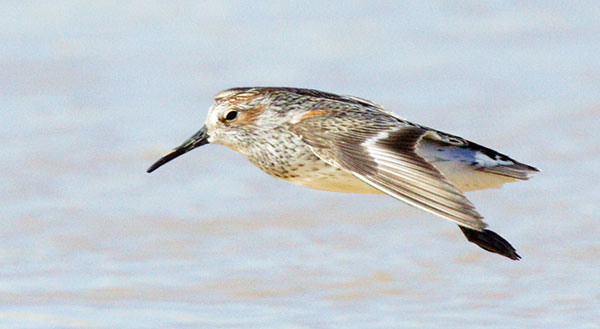 Western Sandpiper Calidris mauri 