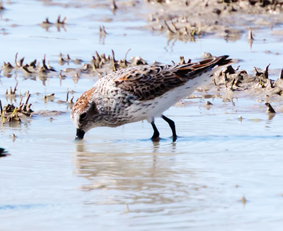 Western Sandpiper Calidris mauri 