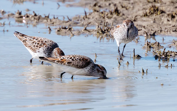 Western Sandpiper Calidris mauri 