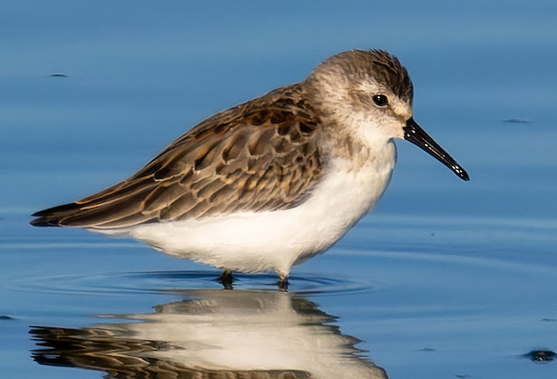 Western Sandpiper Calidris mauri 