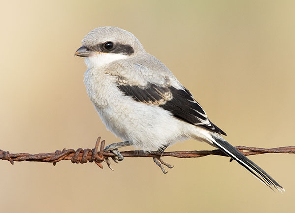 Loggerhead Shrike Lanius ludovicianus